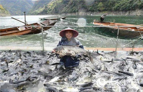 鱼价到底能不能涨，不是成本决定的，不服不行