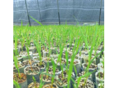 瓜果类蔬菜与畜牧渔业饲料的产业协同发展探析