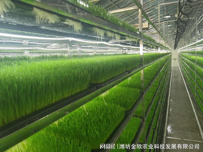 水培牧草与传统土培种植牧草的区别 畜牧渔业饲料的新选择